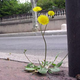 Illustration for article titled Plants Rapidly Evolve New Reproductive Systems in Cities